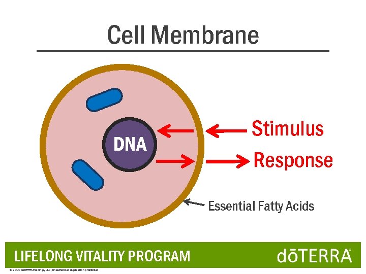 Cell Membrane DNA Stimulus Response Essential Fatty Acids LIFELONG VITALITY PROGRAM © 2010 dōTERRA