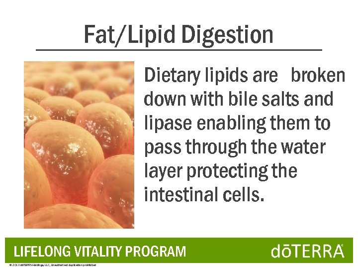 Fat/Lipid Digestion Dietary lipids are broken down with bile salts and lipase enabling them