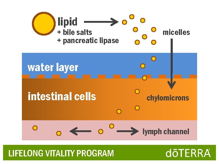 lipid + bile salts + pancreatic lipase micelles water layer intestinal cells chylomicrons lymph