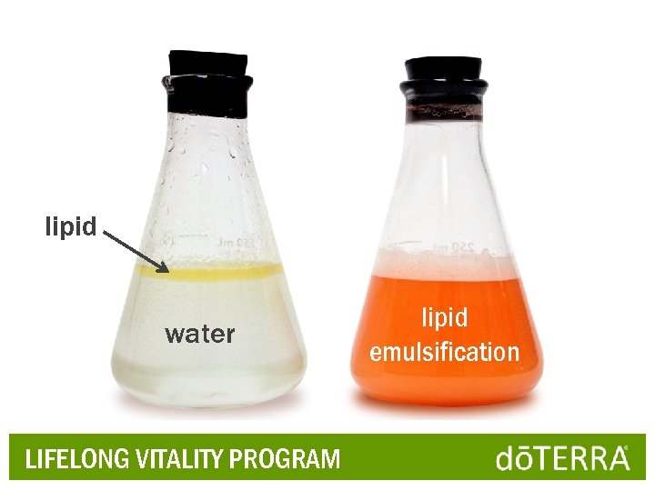 lipid water LIFELONG VITALITY PROGRAM lipid emulsification 