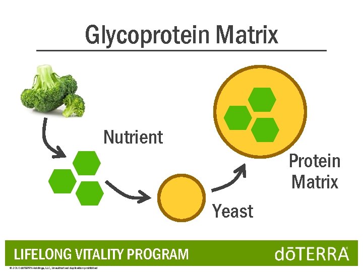 Glycoprotein Matrix Nutrient Protein Matrix Yeast LIFELONG VITALITY PROGRAM © 2010 dōTERRA Holdings, LLC,