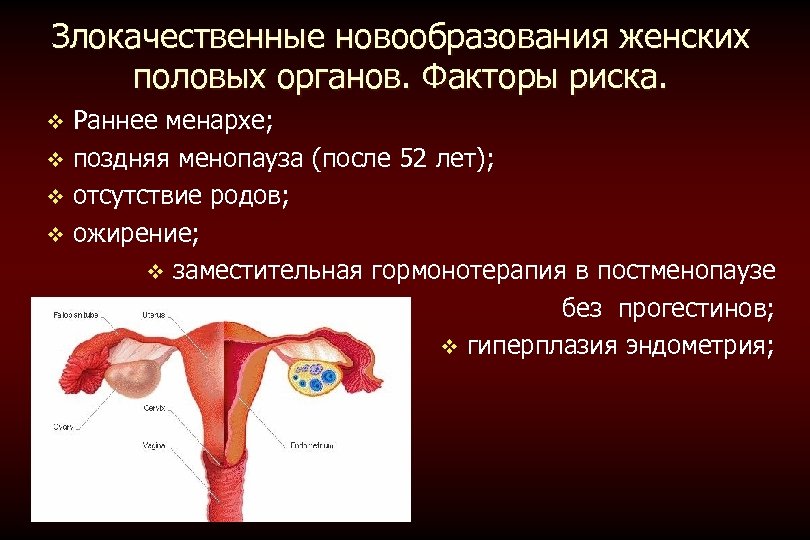 Злокачественные новообразования женских половых органов. Факторы риска. Раннее менархе; v поздняя менопауза (после 52