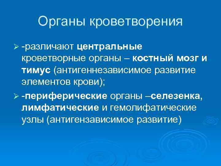 Органы кроветворения Ø -различают центральные кроветворные органы – костный мозг и тимус (антигеннезависимое развитие