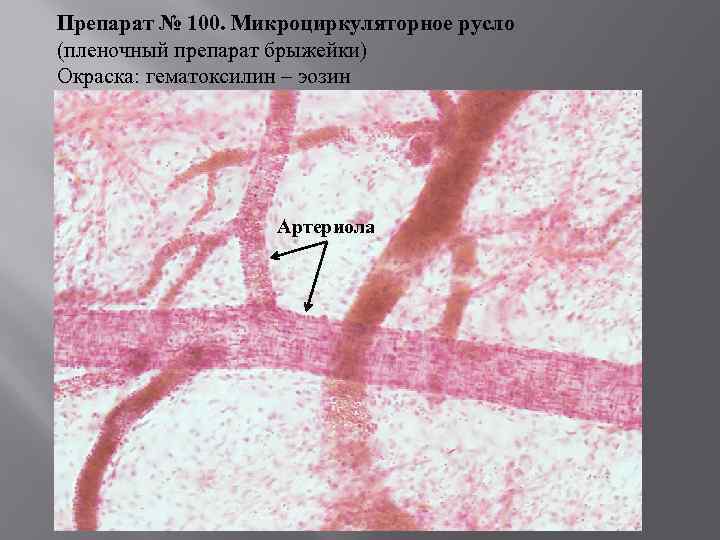 Микроциркуляторное русло гистология рисунок