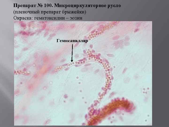 Микроциркуляторное русло гистология рисунок