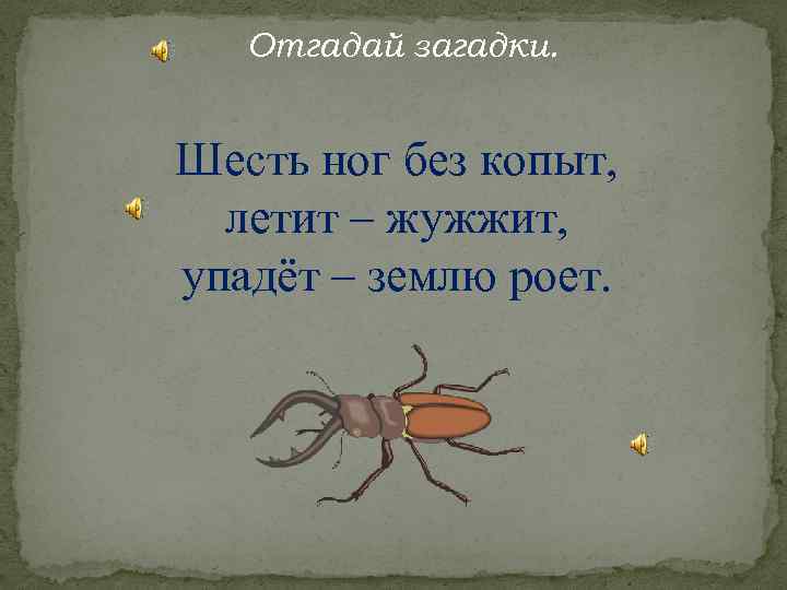 Отгадай загадки. Шесть ног без копыт, летит – жужжит, упадёт – землю роет. 