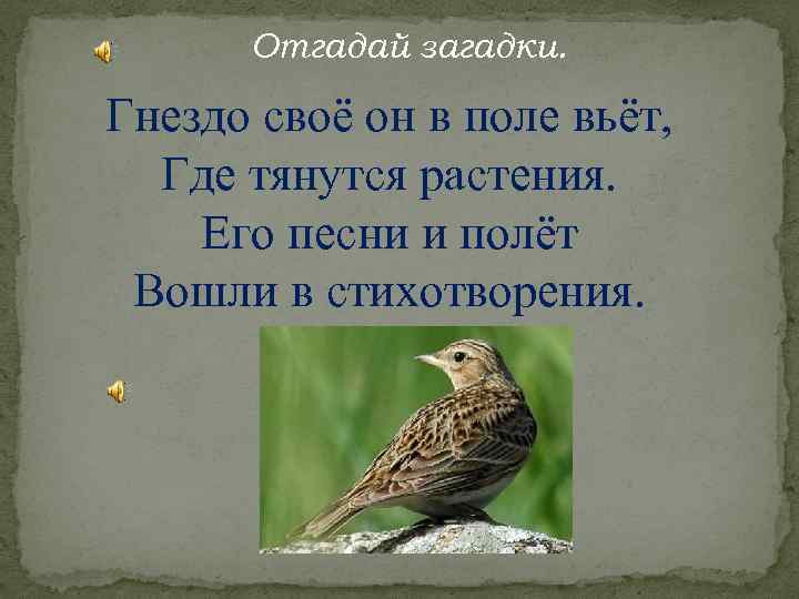 Загадка гнездо. Гнездо своё он в поле вьёт где тянутся растения. Загадка про гнездо. Загадка про гнездо птицы. Загадка про гнездо для детей.