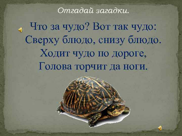 Отгадай загадки. Что за чудо? Вот так чудо: Сверху блюдо, снизу блюдо. Ходит чудо