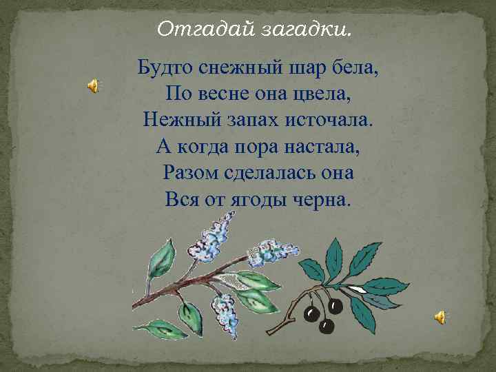 Отгадай загадки. Будто снежный шар бела, По весне она цвела, Нежный запах источала. А