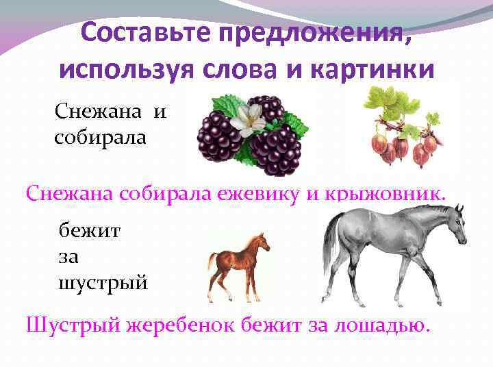 Составьте предложения, используя слова и картинки Снежана и собирала Снежана собирала ежевику и крыжовник.
