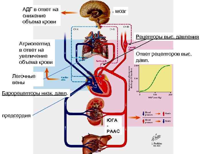 АДГ в ответ на снижение объема крови Атриопептид в ответ на увеличение объема крови