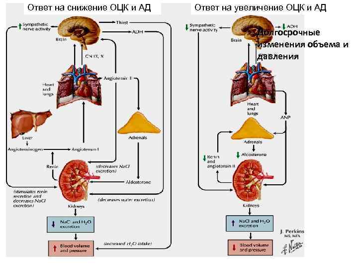 Ответ на снижение ОЦК и АД Ответ на увеличение ОЦК и АД Долгосрочные изменения