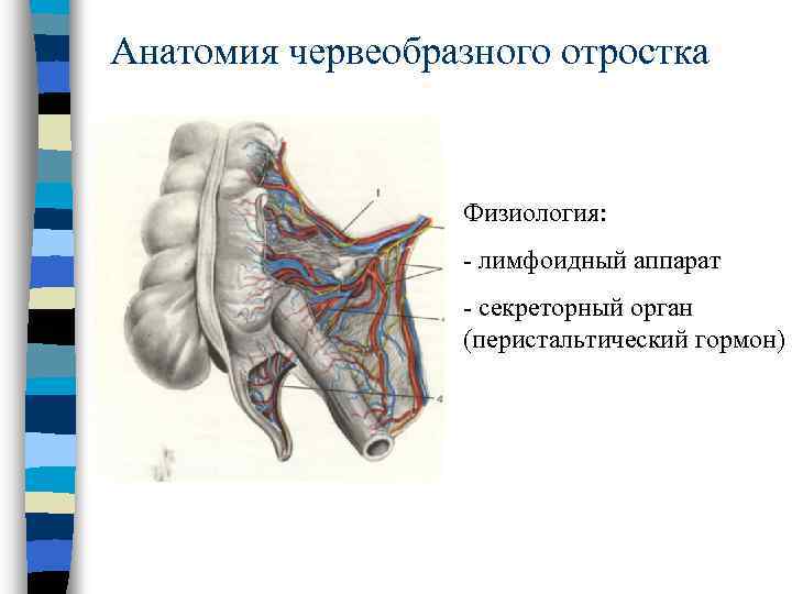 Червеобразная слепозмейка фото