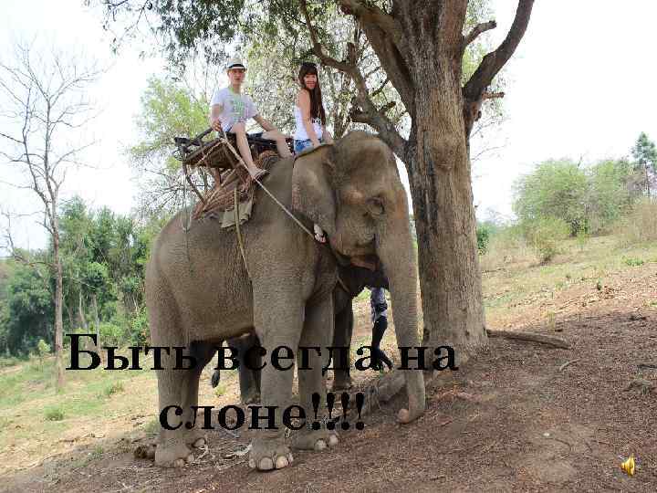 Быть всегда на слоне!!!! 