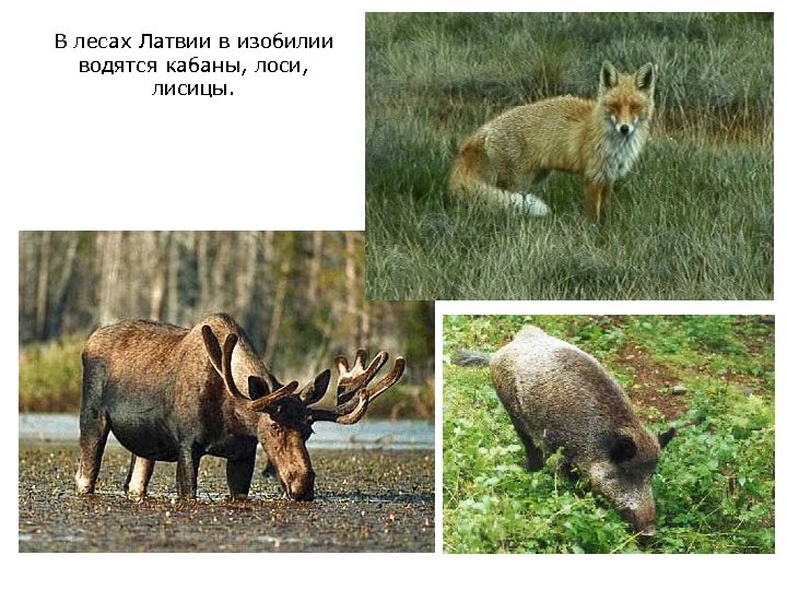 В лесах Латвии в изобилии водятся кабаны, лоси, лисицы. 