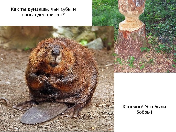 Как ты думаешь, чьи зубы и лапы сделали это? Конечно! Это были бобры! 