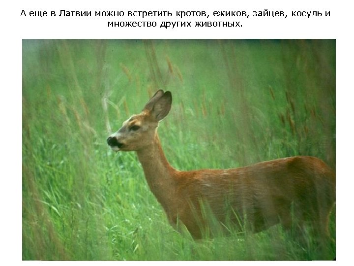 А еще в Латвии можно встретить кротов, ежиков, зайцев, косуль и множество других животных.
