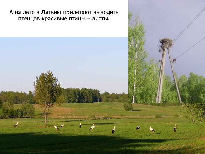 А на лето в Латвию прилетают выводить птенцов красивые птицы – аисты. 