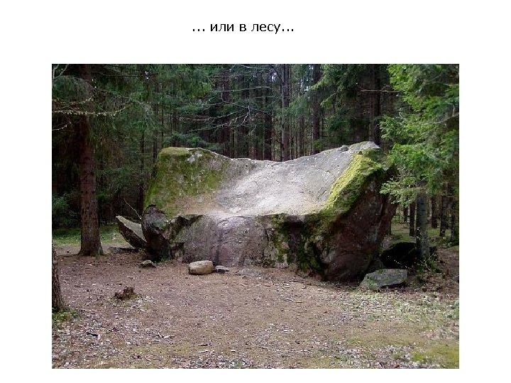 . . . или в лесу. . . 