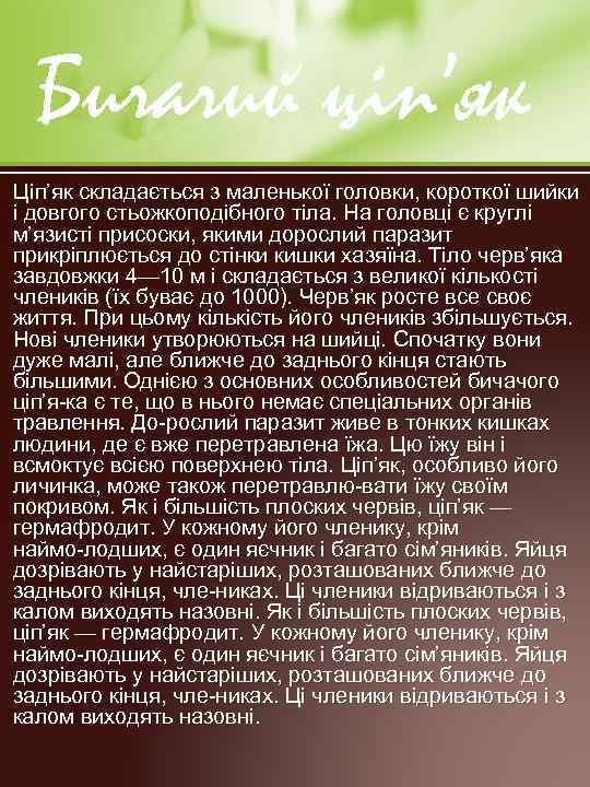Бичачий ціп’як Ціп’як складається з маленької головки, короткої шийки і довгого стьожкоподібного тіла. На