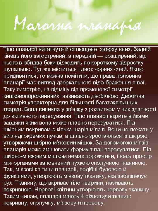Молочна планарія Тіло планарії витягнуте й сплющене зверху вниз. Задній кінець його загострений, а