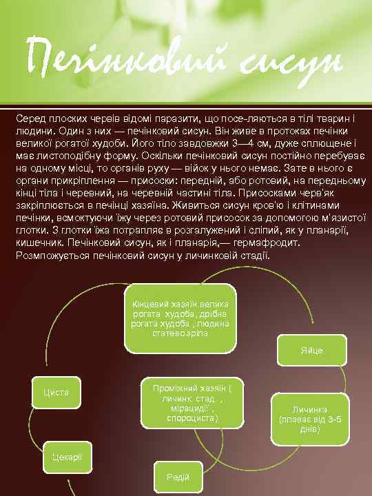 Печінковий сисун Серед плоских червів відомі паразити, що посе ляються в тілі тварин і