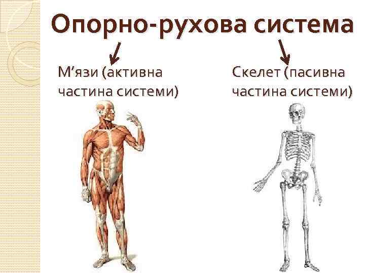 Опорно-рухова система М’язи (активна частина системи) Скелет (пасивна частина системи) 