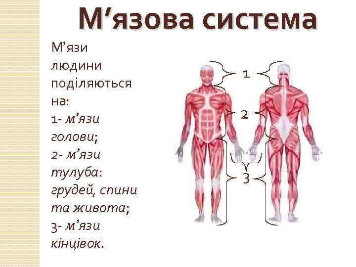 М’язова система М’язи людини поділяються на: 1 - м’язи голови; 2 - м’язи тулуба: