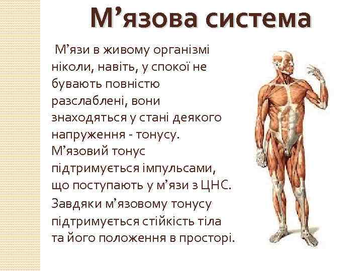 М’язова система М’язи в живому організмі ніколи, навіть, у спокої не бувають повністю разслаблені,