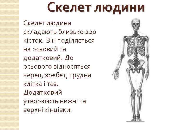 Скелет людини складають близько 220 кісток. Він поділяється на осьовий та додатковий. До осьового