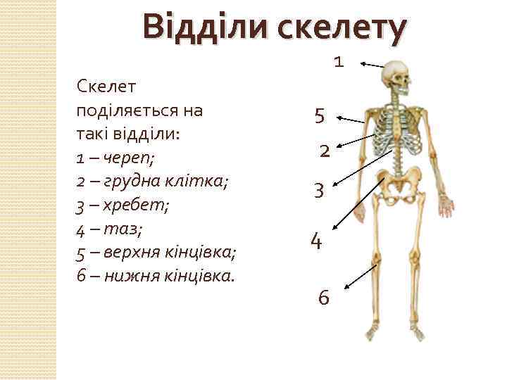 Відділи скелету 1 Скелет поділяється на такі відділи: 1 – череп; 2 – грудна