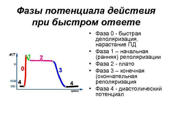 Фазы потенциала действия при быстром ответе • Фаза 0 - быстрая деполяризация, нарастание ПД