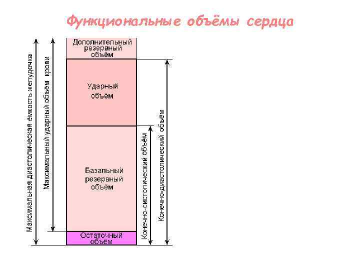 Функциональные объёмы сердца 