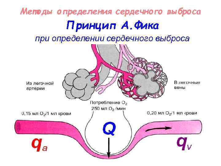 Методы определения сердечного выброса Принцип А. Фика при определении сердечного выброса 