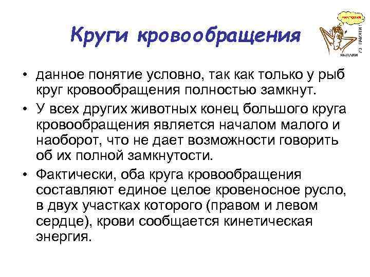 Круги кровообращения • данное понятие условно, так как только у рыб круг кровообращения полностью