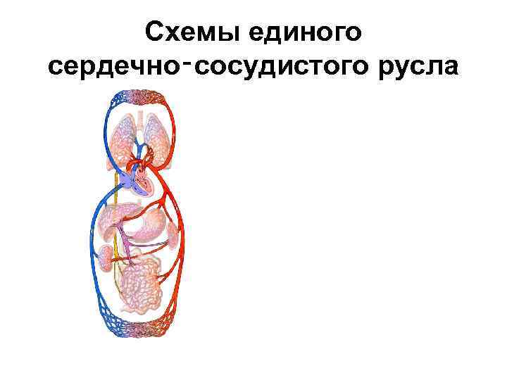 Схемы единого сердечно‑сосудистого русла 