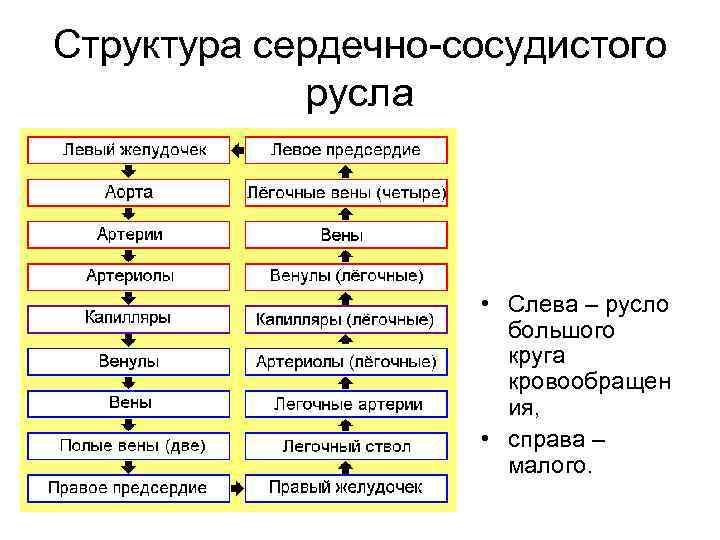 Структура сердечно сосудистого русла • Слева – русло большого круга кровообращен ия, • справа