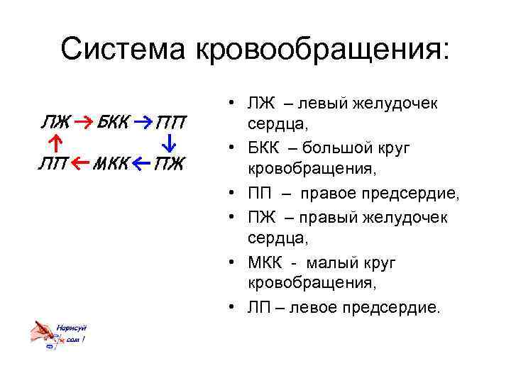 Система кровообращения: • ЛЖ – левый желудочек сердца, • БКК – большой круг кровобращения,