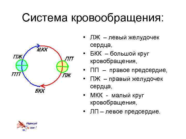 Система кровообращения: • ЛЖ – левый желудочек сердца, • БКК – большой круг кровобращения,