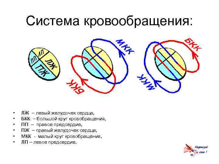 Система кровообращения: • • • ЛЖ – левый желудочек сердца, БКК – большой круг