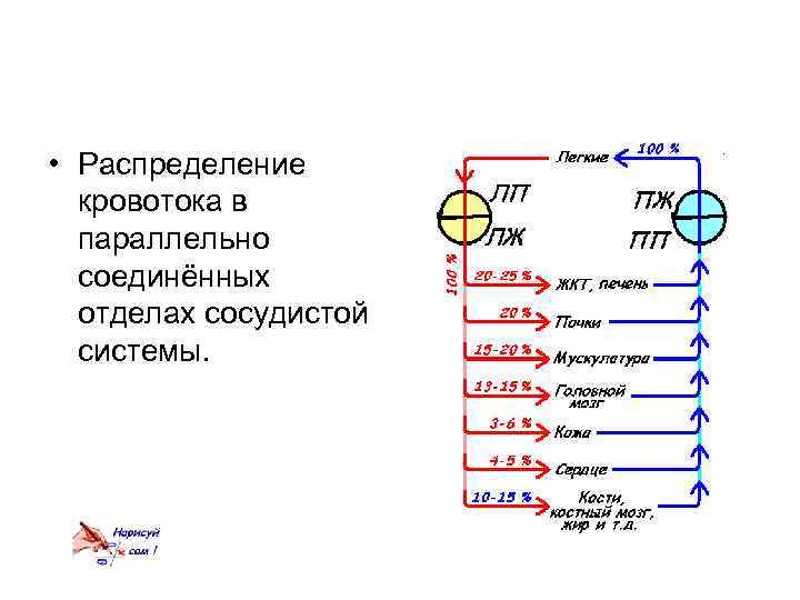  • Распределение кровотока в параллельно соединённых отделах сосудистой системы. 