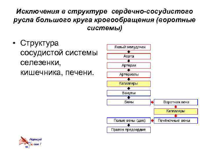 Исключения в структуре сердечно-сосудистого русла большого круга кровообращения (воротные системы) • Структура сосудистой системы