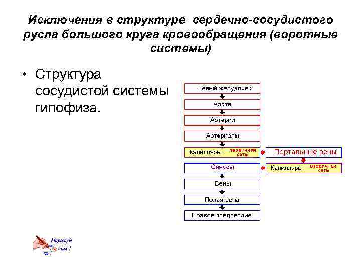 Исключения в структуре сердечно-сосудистого русла большого круга кровообращения (воротные системы) • Структура сосудистой системы