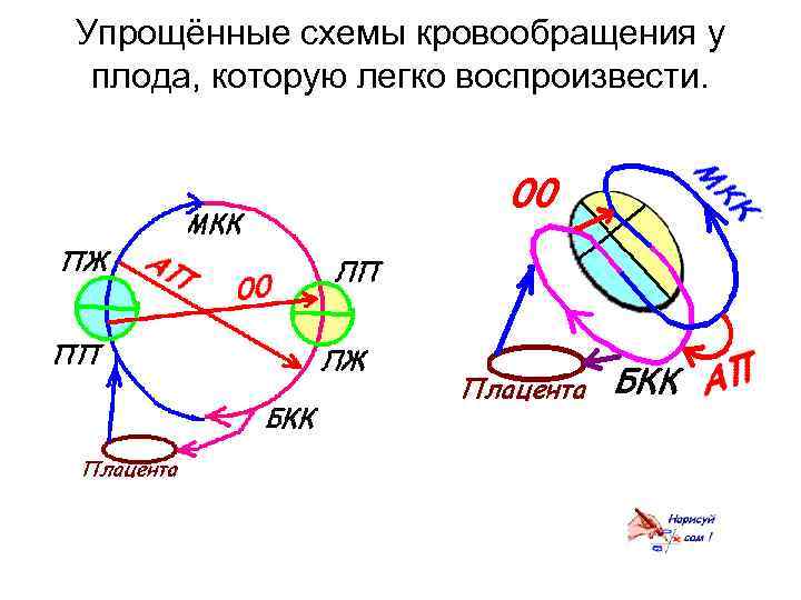 Упрощённые схемы кровообращения у плода, которую легко воспроизвести. 