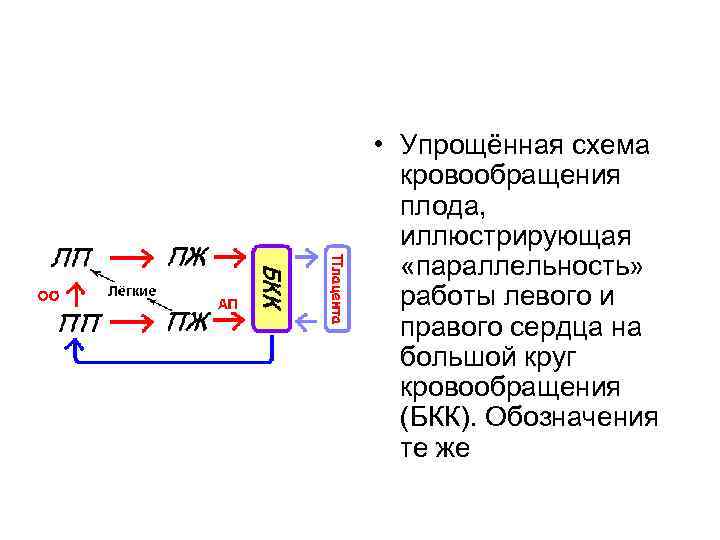  • Упрощённая схема кровообращения плода, иллюстрирующая «параллельность» работы левого и правого сердца на