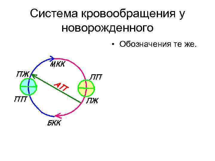 Система кровообращения у новорожденного • Обозначения те же. 