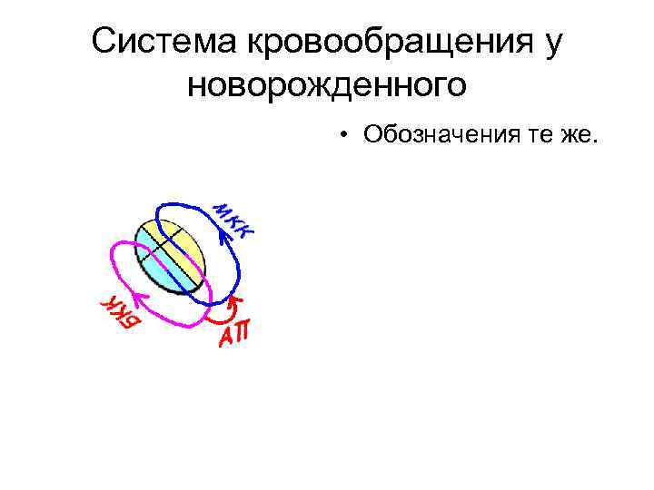 Система кровообращения у новорожденного • Обозначения те же. 