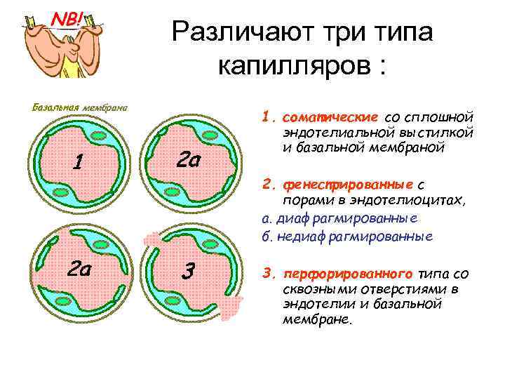 Различают три типа капилляров : 1. соматические со сплошной эндотелиальной выстилкой и базальной мембраной