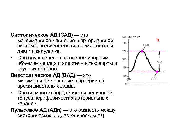 Систолическое АД (САД) — это максимальное давление в артериальной системе, развиваемое во время систолы