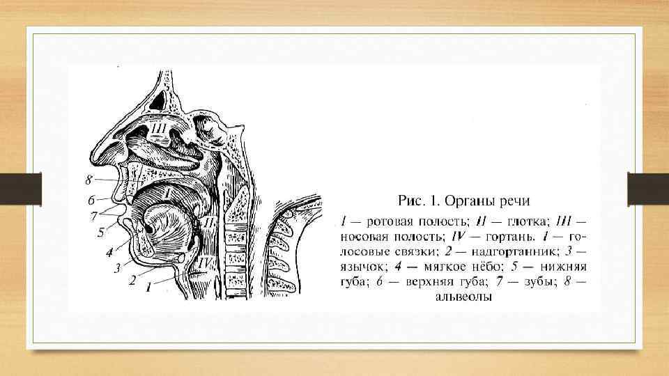 Анатомия органов речи